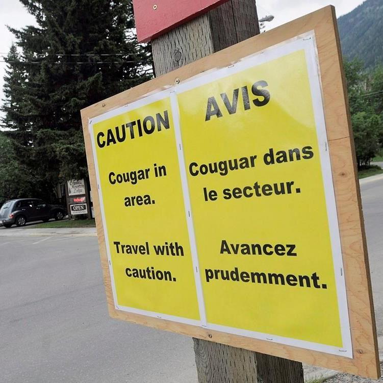 Tiny Protection Island, off Nanaimo, B.C., wary as large cougar moves in
